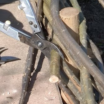 pilekviste pilekviste